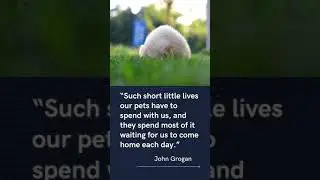 Best Dog Quotes - Quote No.2 #Shorts