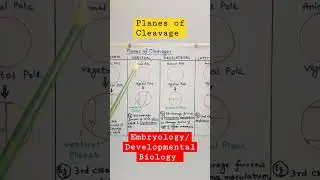 Planes of Cleavage #embryology #developmental_biology
