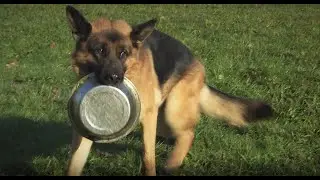 DOG'S BOWL - LA GAMELLE DU CHIEN