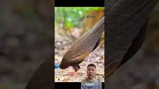 What is this bit #birds #amazingbird #nature #birdlife #pigeon #birdperson #birdlovers