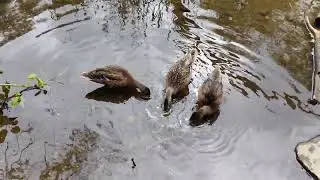 Another Peaceful Day in the Pond