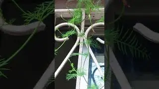 #shorts star Flower Blooming season | Winter  Flower #flowers  #starflower #youtubeshorts #viral