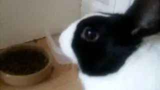 go go go rabbity