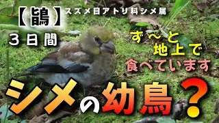 シメの幼鳥 ?　３日間の観察記録