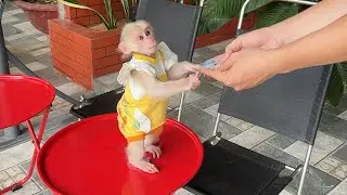 Monkey Luk secretly stole money from mom and ran to drink coffeef