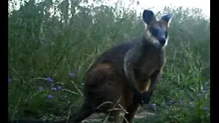 Swamp Wallaby (Wallabia bicolor)