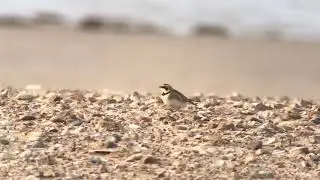 Shorelarks, Holme Beach, October 2018