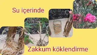Zakkum dalından nasıl köklendirilir...ZAKKUM ÇİÇEĞİ..