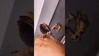 Kyle Thomas 💙 feeding my ghost mantis ✨ GIANT WORM edition #kylethomas #shorts
