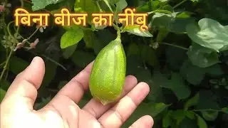 Seedless lamon plant with fruit new verity plant guti kalam se tyar #viralvideo #farming #fruit