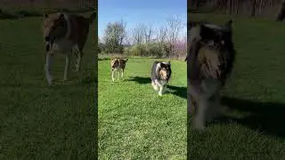 🇺🇸 #USA Parks 🦙🌟 Enjoying dogs and beautiful parks in New Jersey #Hillsborough #NJ 🎬