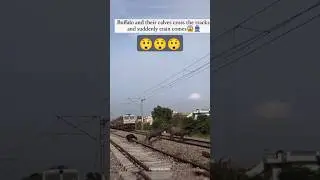 Ohh shit buffalo in track #sad #trending #trendingshorts #track #railway #viralshorts #viralshort