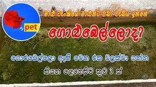 Fish tank Sinhala | Snail control in fish tank Sinhala | Guppy Sinhala