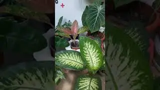plantas de semi sombra para interior con mucho follague