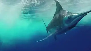 Team Priceless with a Hot Sailfish Release in the Florida Sailfish Cup
