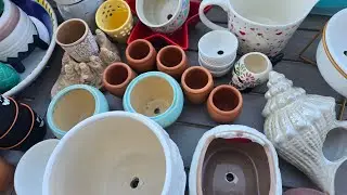 Compramos macetas 🥰🪴🪴 #echeveria #suculentas 