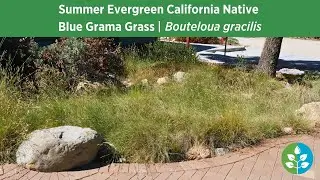 Summer Evergreen California Natives | Blue Grama Grass