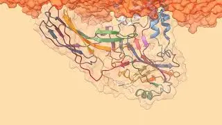 Molecular Dynamics simulation of Beta-arrestin on biomembrane surface