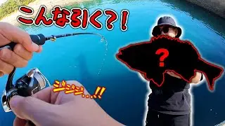 【離島生活#59】厳しすぎる状況の中あの魚が足元で！！