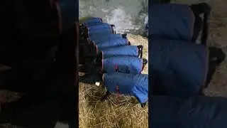 SFS 5 Teat Calf Milk Feeder
