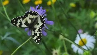 Schachbrettfalter, Damenbrett - Unser wunderschöner Schmetterling