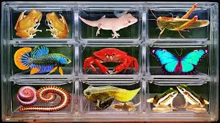 I Catching insects in the garden, I got lizard, grasshopper, green frog, crab, betta fish