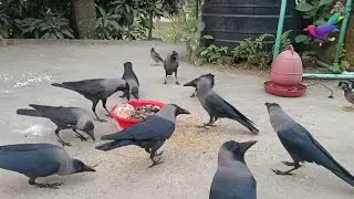 Large numbers of crows ki natural awaaz | Beautiful Crow Video Feeding Together &alpha;197
