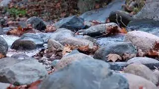 Molecular Music - Asian Serenity: From Yin to Yang