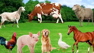 Farm Animal Food - Horses, Cows, Sheep, Goats, Pigs - Animal World
