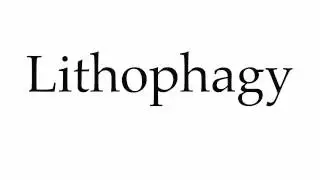 How to Pronounce Lithophagy