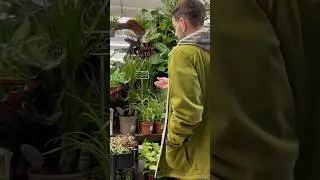 En Route to the Garden Centre Vs. AT the Garden Centre!  #comedyshorts #plantsandcomedy #planthumor