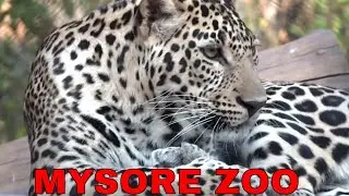 Mysore Zoo - A Day at Mysore Zoo |  Mysore Zoo Full Video | Mysore Chamarajendra Zoo | Karnataka