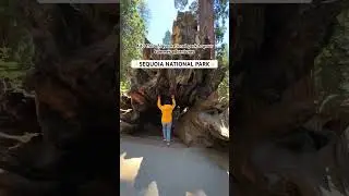 Exploring Sequoia National Park, California #travel #nationalparks #usa