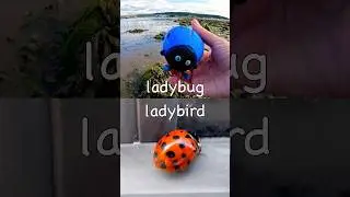 Learn Bug Insect Names for Kids at the Harbour: Ladybug Caterpillar Grasshopper Ant Scorpion