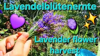Lavender flower harvest, Austria, August 2025