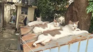 Alpha ,Beta ,Gamma Cats Childhood Video
