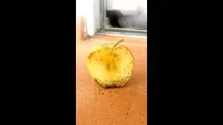 Ants eating apple