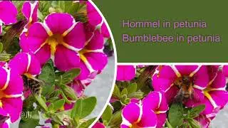 Hommel in petunia