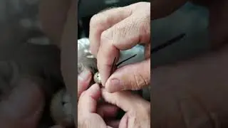 Montaje del clip de cola a dos plumas. Para Cetrería y aves.