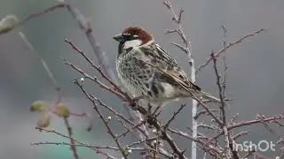 &Scaron;panjolski vrabac pjev - Spanish sparrow call - Passer hispaniolensis