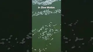 #MhzShorts Snake River Trout Jumping Cinegraph Clip Loop