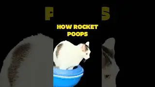 How Rocket poops #twoleggedcat #cat #katze #specialcat