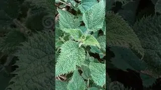 Most dangerous plant #facts #shorts #short #viral #ytshorts