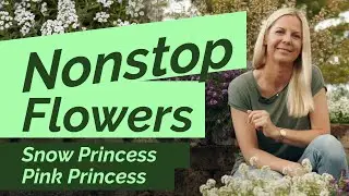 Nonstop Blooms &ndash; Pollinator-Loved Lobularia