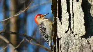 Red-bellied Woodpecker Pecking Wood