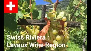 Swiss Riviera: Lavaux Wine Region