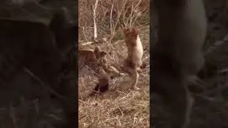 eagle attacks rabbit