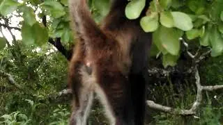 Monkey on board in Belize