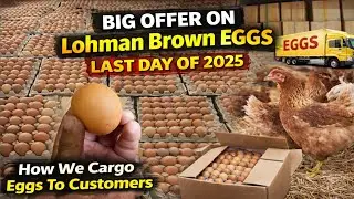 Big Offer On Lohman Eggs | How We Cargo Eggs To Our Customers | @khokharaseelfancy