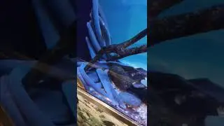 Oregon Zoo in USA 🇺🇸